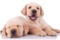 Two adorable little labrador retriever puppies