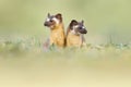 Adorable Long tailed weasels (Neogale frenata) in a natural area