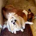 Two Adorable Loveable Huggable Pooch Dog Pets Canine Animals Shihpoo Bull Mastiff Guard Dog photo