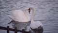 Two adorable loving Mute swans swimming in the lake