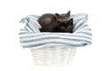 Two adorable one and a half months old kittens in a white basket, isolated on white. Royalty Free Stock Photo