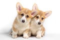 Two adorable Pembroke Welsh Corgi puppies are sitting and looking at the camera. isolated on a white background Royalty Free Stock Photo