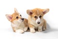 Two adorable Pembroke Welsh Corgi puppies are sitting and looking at the camera. isolated on a white background Royalty Free Stock Photo