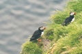 Two adorable puffin birds on the LÃÂ¡trabjarg cliffs of Iceland, in the Westfjords. This is the westernest most point in the Royalty Free Stock Photo