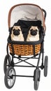 Two adorable pugs inside a stylish stroller on white background Royalty Free Stock Photo