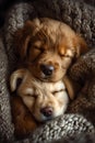 Two adorable puppies sleeping peacefully, cuddled in a warm knitted blanket. comfortable pets, serene setting. perfect