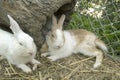 Two adorable rabbits sleeps on the ground in the backyard