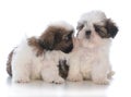 two shih tzu puppy litter mates Royalty Free Stock Photo