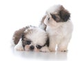 two shih tzu puppy litter mates Royalty Free Stock Photo