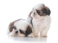 two shih tzu puppy litter mates Royalty Free Stock Photo