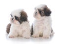 two shih tzu puppy litter mates Royalty Free Stock Photo