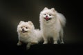 Two Adorable Spitz Dogs. Studio shot Royalty Free Stock Photo