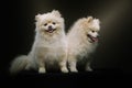 Two Adorable Spitz Dogs. Studio shot Royalty Free Stock Photo