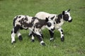 Two adorable spotted mottled lambs,  walking side by side in a green meadow Royalty Free Stock Photo