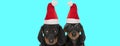 Two adorable teckel dogs wearing Christmas hats Royalty Free Stock Photo