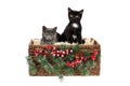 Two adorable three months old kittens, a grey, and a black with white one, sitting in a wicker basket, decorated with pine twigs Royalty Free Stock Photo