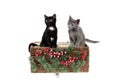 Two adorable three months old kittens, a grey, and a black with white one, sitting in a wicker basket, decorated with pine twigs Royalty Free Stock Photo