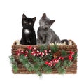 Two adorable three months old kittens, a grey, and a black with white one, in a wicker basket, decorated with pine twigs and holly Royalty Free Stock Photo