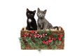 Two adorable three months old kittens, a grey, and a black with white one, in a wicker basket, decorated with pine twigs and holly Royalty Free Stock Photo