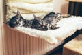 Two adorable tiny tabby kittens lying sleeping Royalty Free Stock Photo