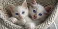 Dreamy Duo: Two White Kittens With Blue Eyes in a Basket. Generative AI Royalty Free Stock Photo