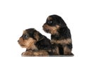 Two adorable yorkshire terrier dogs being distracted by something Royalty Free Stock Photo