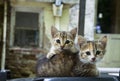 Two adorable young cats