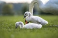 Two adorable young fluffly baby swans in bright green grass Royalty Free Stock Photo