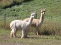 Two adult alpacas Royalty Free Stock Photo