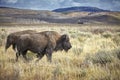 Two adult American bison grazing in Grand Teton National Park, Royalty Free Stock Photo