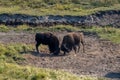 Adult American bison males fighting for the domination in a field on a sunny day Royalty Free Stock Photo