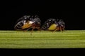 Two Adult Ant-mimicking Treehopper