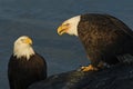 Two adult Bald Eagles Haliaeetus leucocephalus image Royalty Free Stock Photo