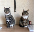 Two adult and beautiful gray cats