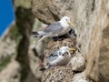 Two adult black-legged kittiwakes with their chicks on a rocky ledge Royalty Free Stock Photo