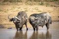 Two adult buffalo with large horns standing in water in Kruger Park in South Africa Royalty Free Stock Photo