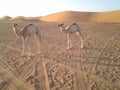 Two camels in a hot desert Royalty Free Stock Photo