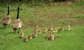 Two adult Canadian geese with 16 goslings walking away in the green grass