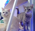 Two adult cats, Jaenudin and Jasmine