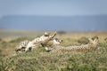 Two adult cheetah brothers resting on green grass in Masai Mara in Kenya