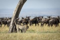 Two adult cheetah standing by a tree marking territory with a herd of wildebeest watching in Masai Mara Kenya Royalty Free Stock Photo