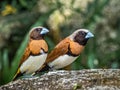 Two Adult Chestnut Breasted Mannikin