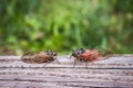 Two adult cicadas Tibicina haematodes Royalty Free Stock Photo