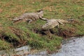 Two adult crocodile lying on river bank in the reserve Chobe Royalty Free Stock Photo