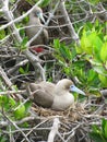 Two adult dark morph Red Footed Boobies in the nesting area of trees and shrubs in The Galapogos Islands , Ecuador.