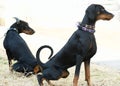 Two adult Doberman Pinscher