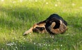 Two adult domestic cat playing in grass and daisies Royalty Free Stock Photo