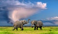 Two adult elephants fight under a stormy sky in the savannah on the green grass Royalty Free Stock Photo