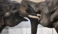 Two adult elephants stand intertwined with their trunks Royalty Free Stock Photo