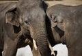 Two adult elephants stand intertwined with their trunks Royalty Free Stock Photo